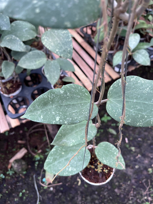 Hoya Glabra Splash