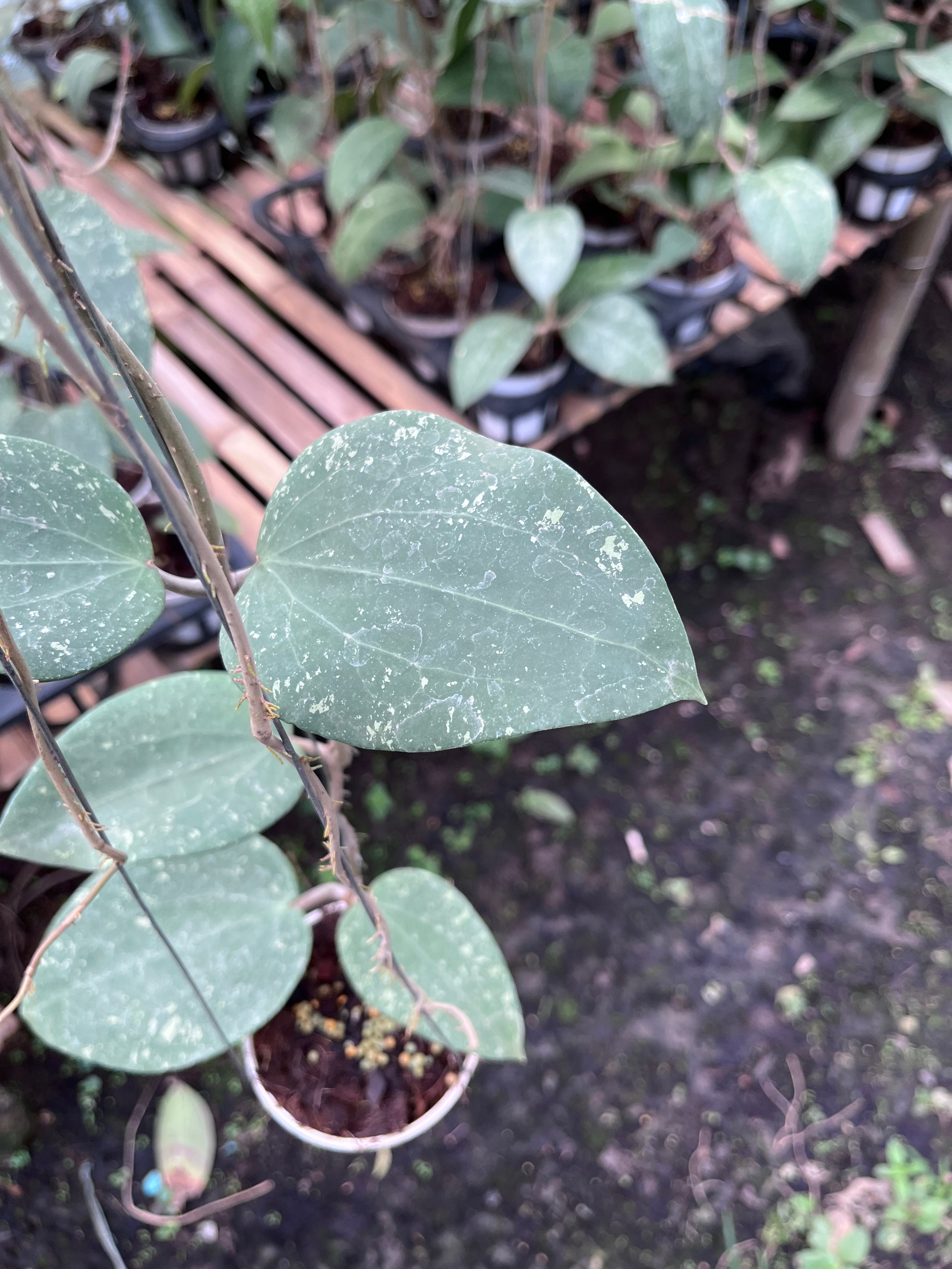 Hoya Glabra Splash