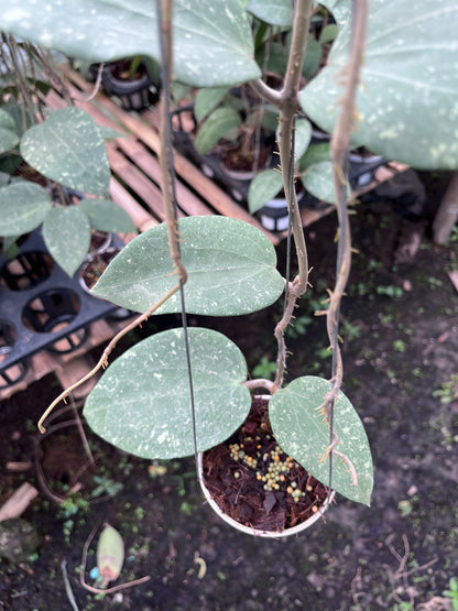 Hoya Glabra Splash