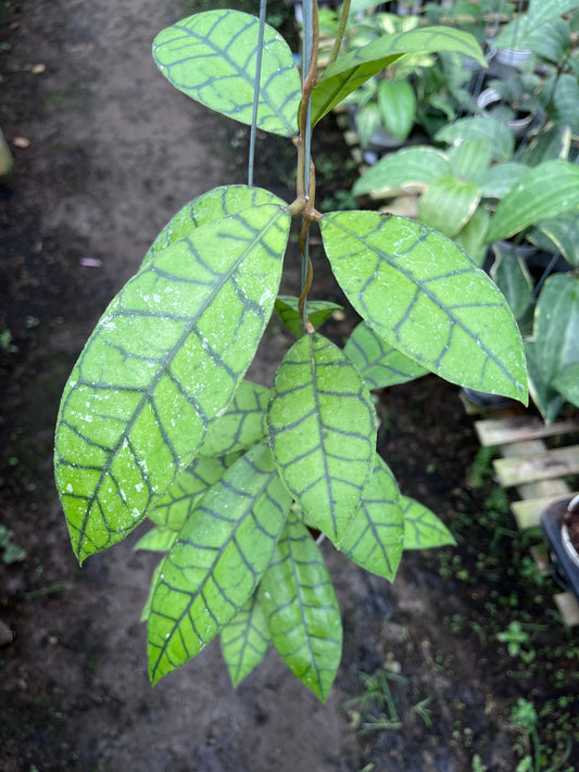 Hoya Callistophylla Oval