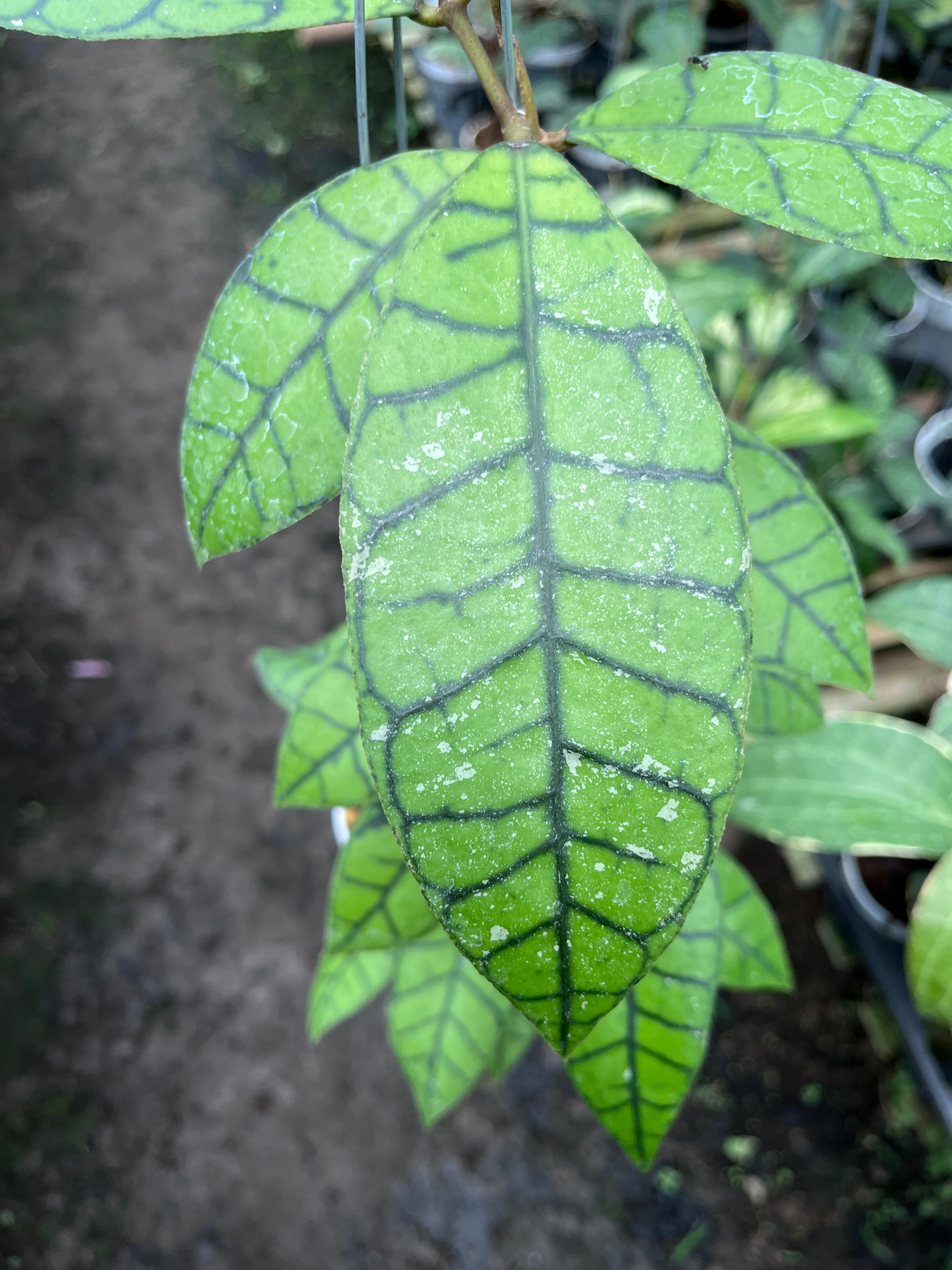 Hoya Callistophylla Oval