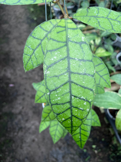 Hoya Callistophylla Oval