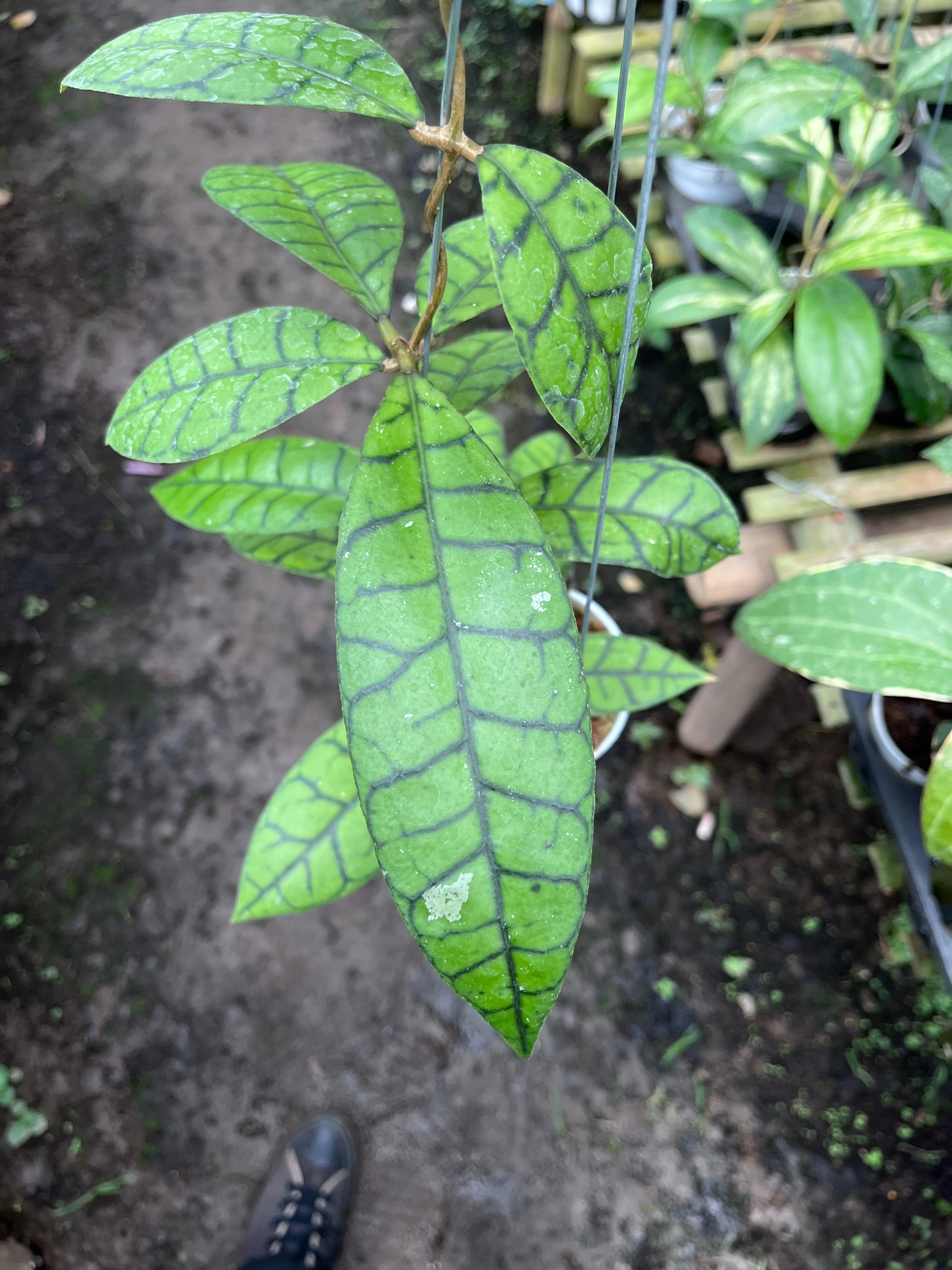 Hoya Callistophylla Oval