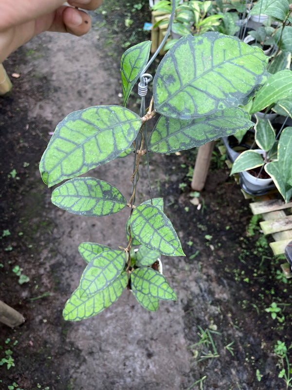 Hoya Callistophylla Turtle