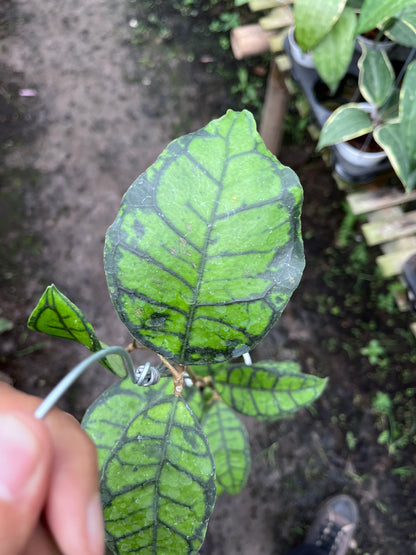 Hoya Callistophylla Turtle