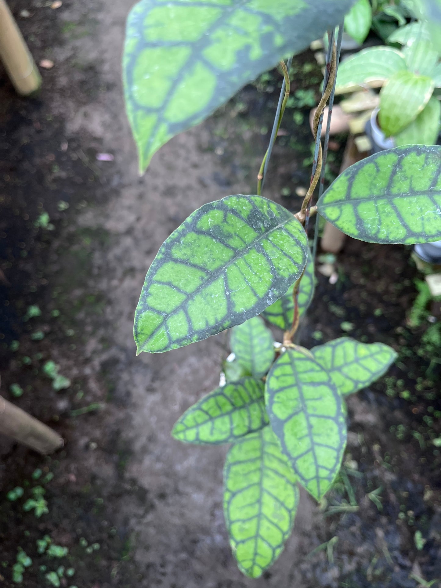 Hoya Callistophylla Turtle