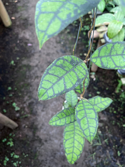 Hoya Callistophylla Turtle