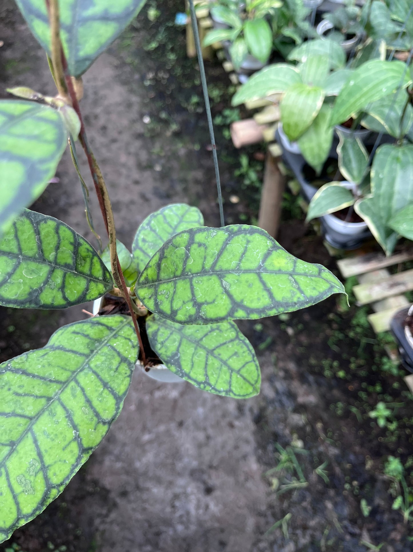 Hoya Callistophylla Turtle
