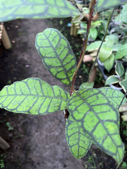 Hoya Callistophylla Turtle