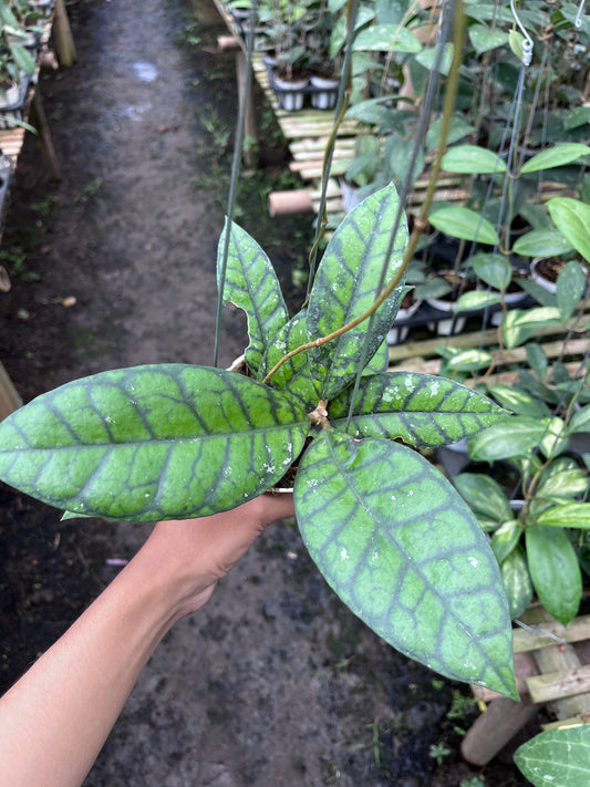 Hoya Callistophylla Black Cat
