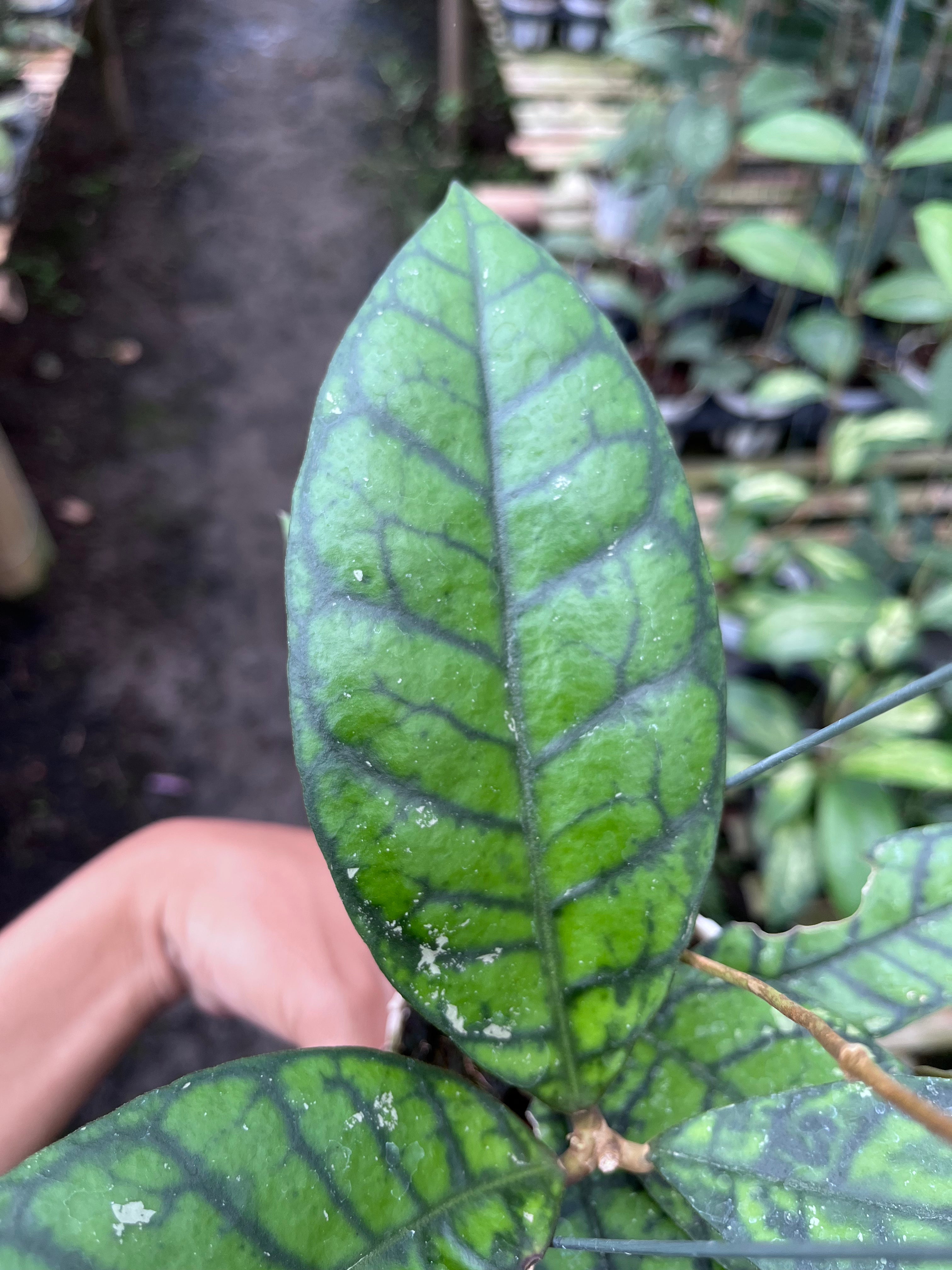 Hoya Callistophylla Black Cat