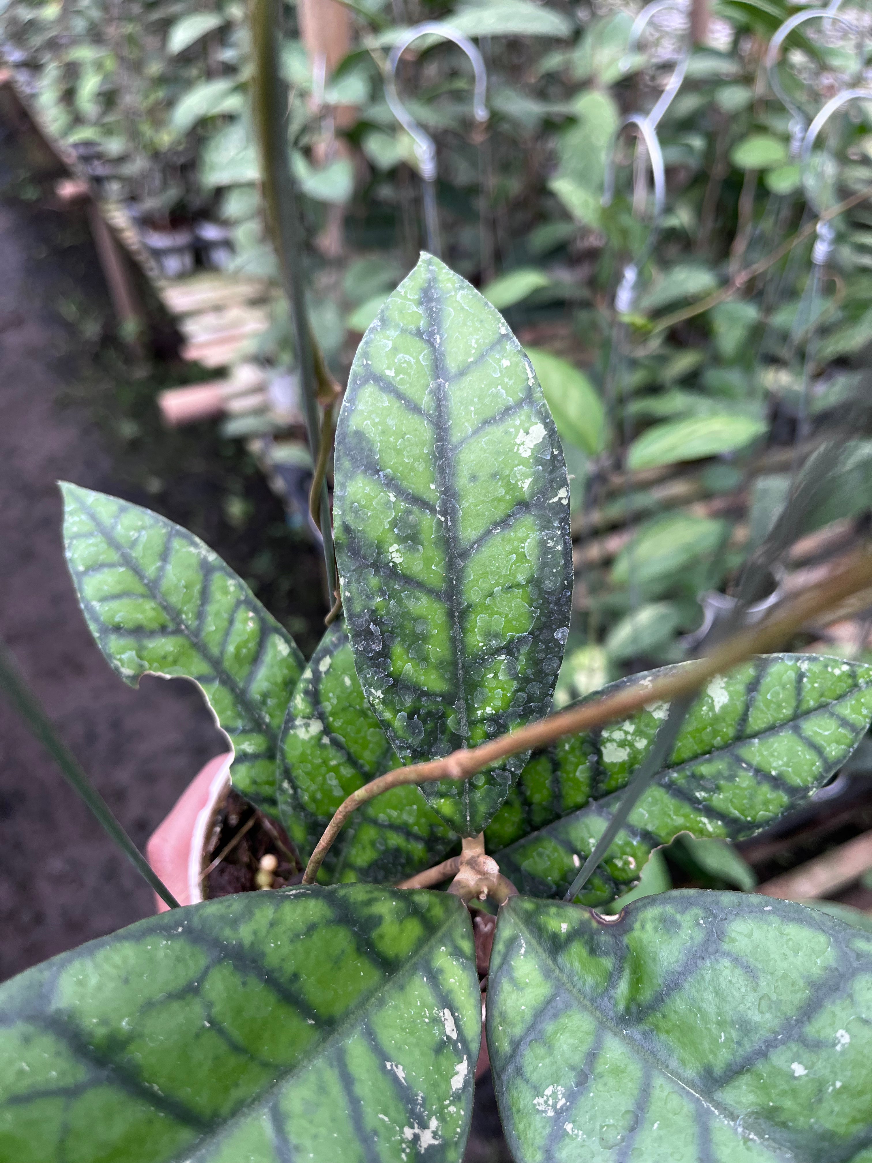 Hoya Callistophylla Black Cat