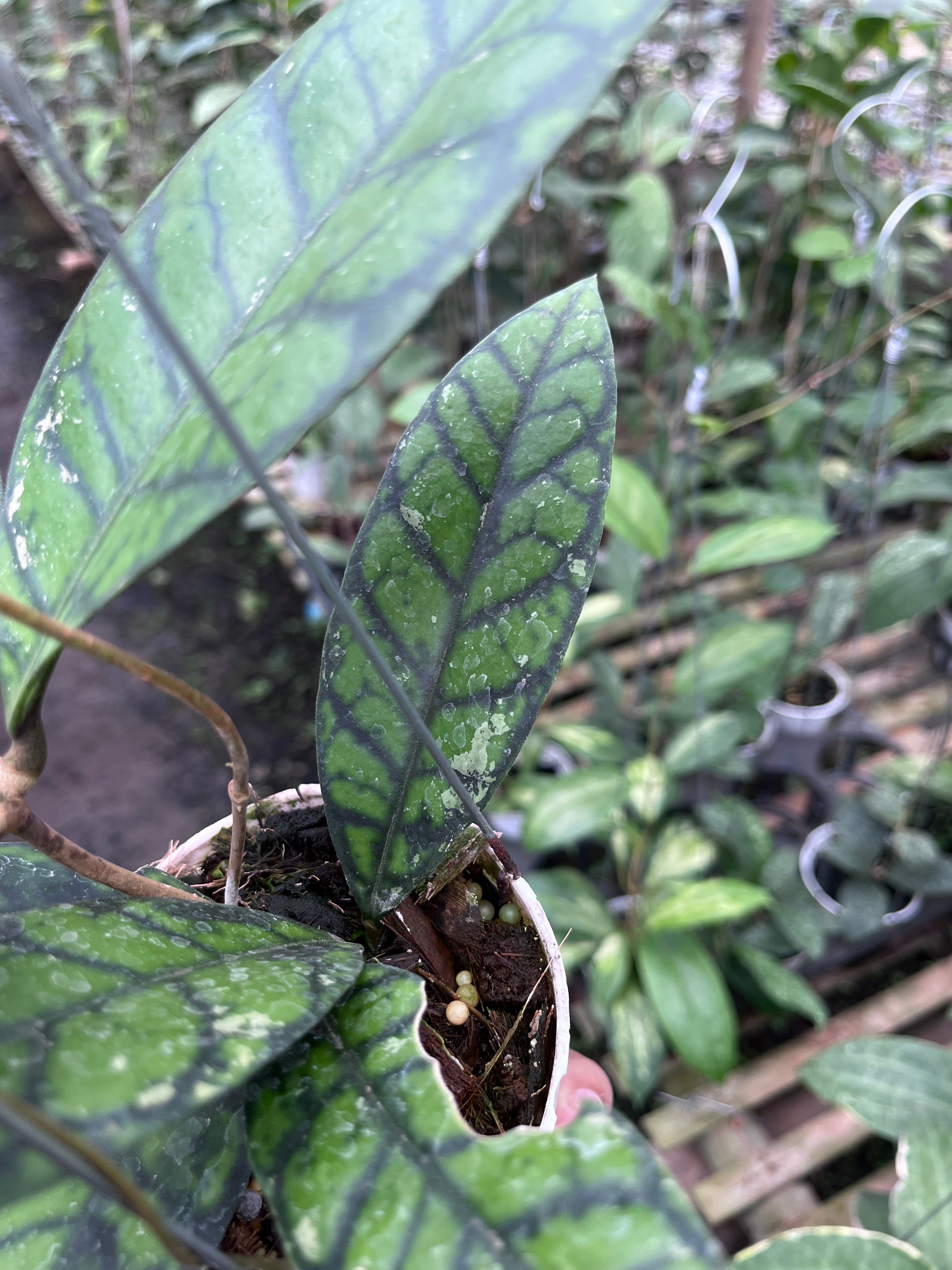 Hoya Callistophylla Black Cat