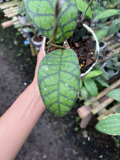 Hoya Callistophylla Obsidian