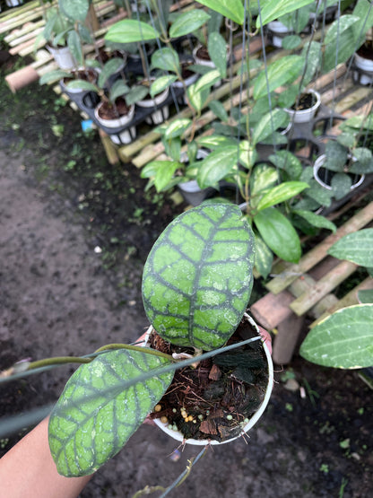 Hoya Callistophylla Obsidian