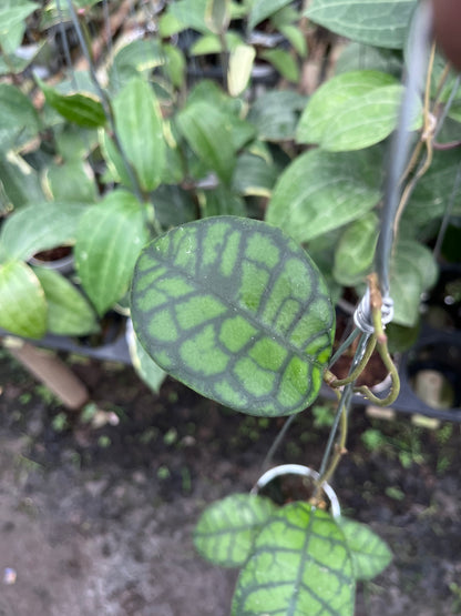 Hoya Callistophylla Obsidian