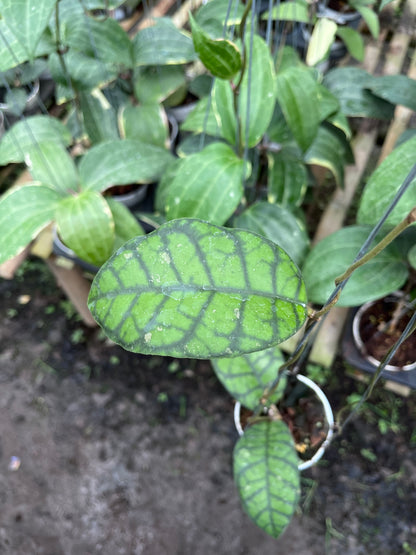 Hoya Callistophylla Obsidian