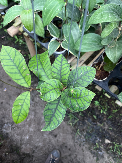 Hoya Callistophylla Spider