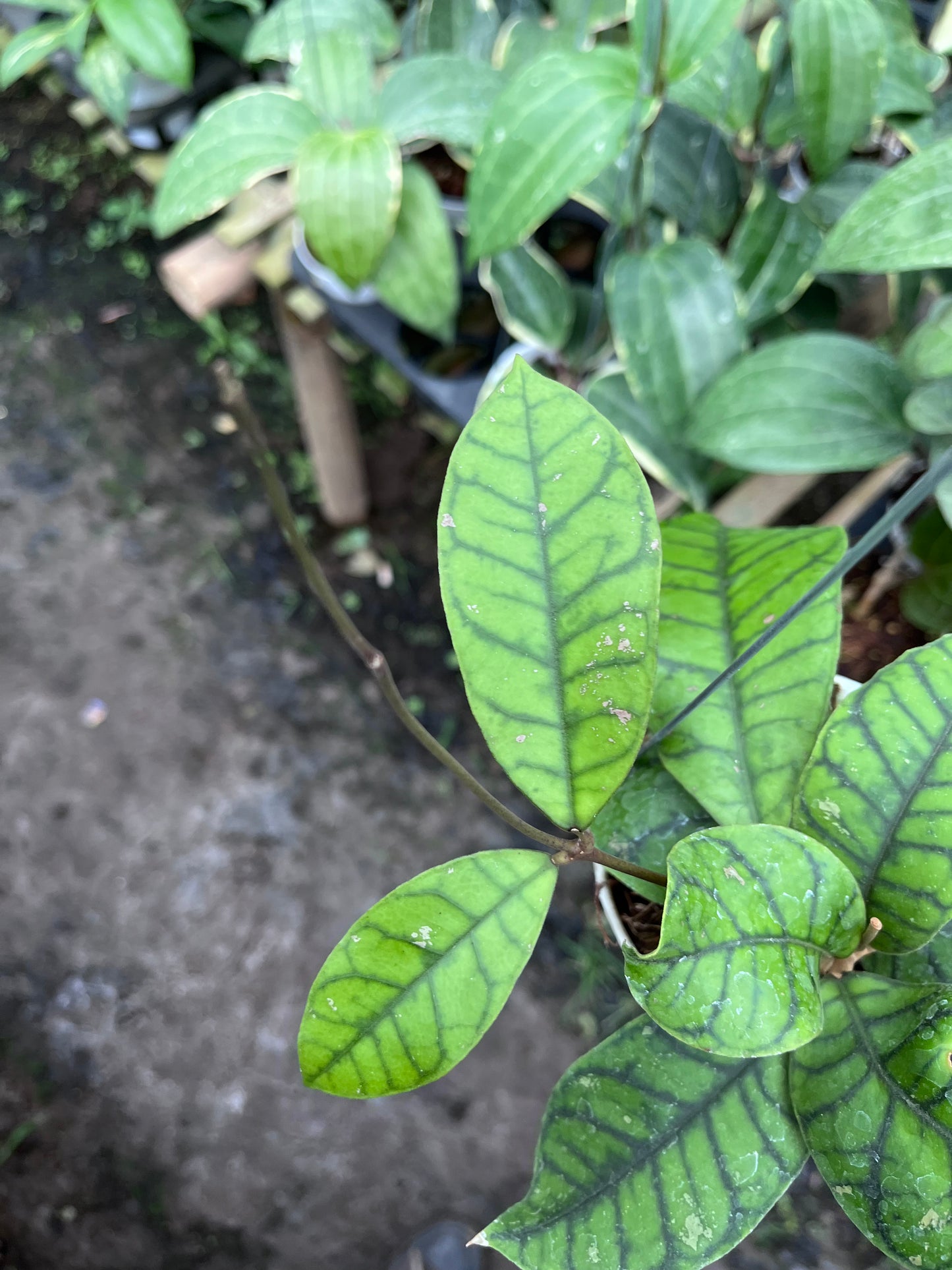 Hoya Callistophylla Spider