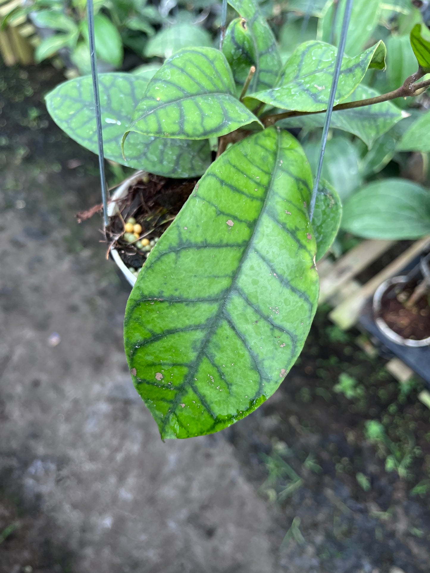 Hoya Callistophylla Spider