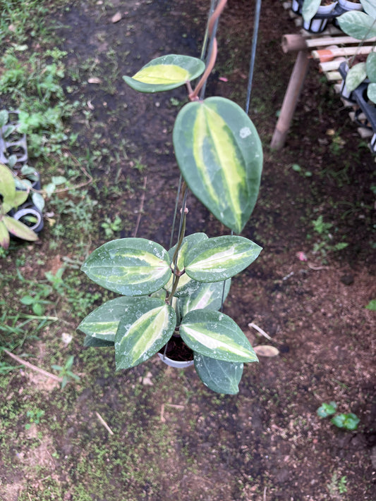 Hoya Latifolia Fn015