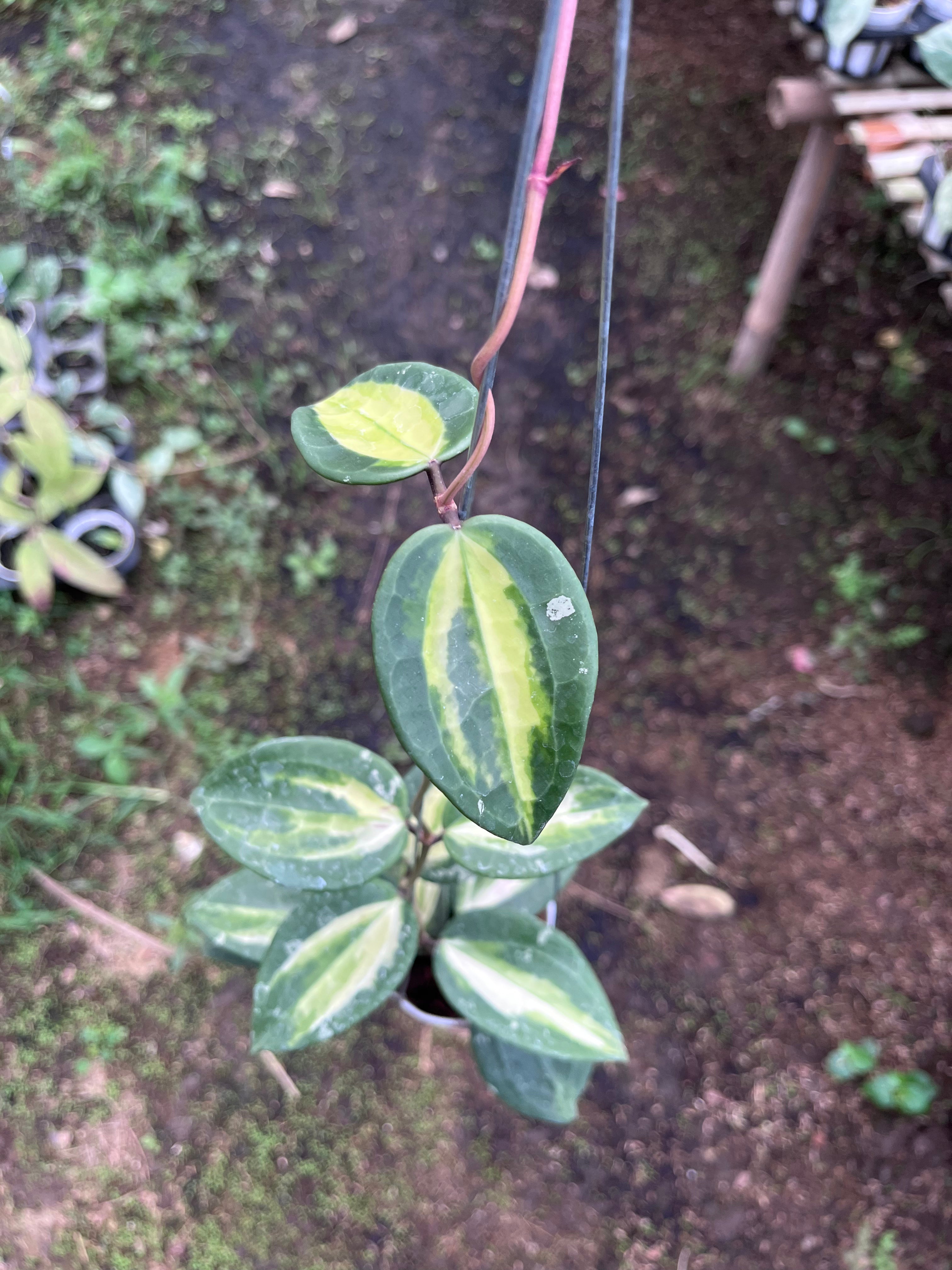 Hoya Latifolia Fn015