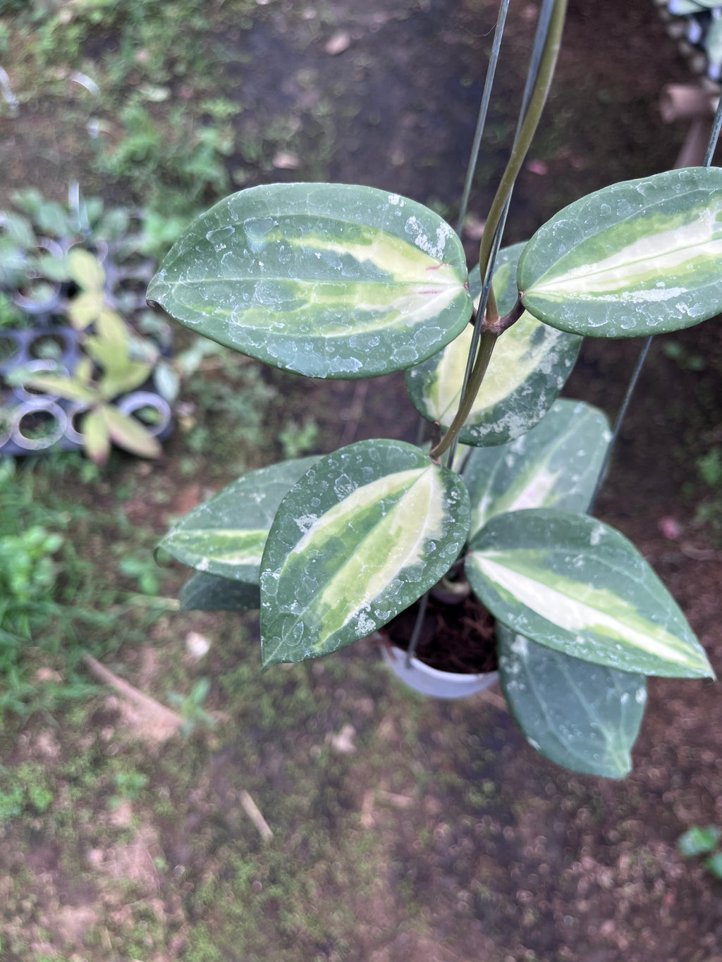Hoya Latifolia Fn015
