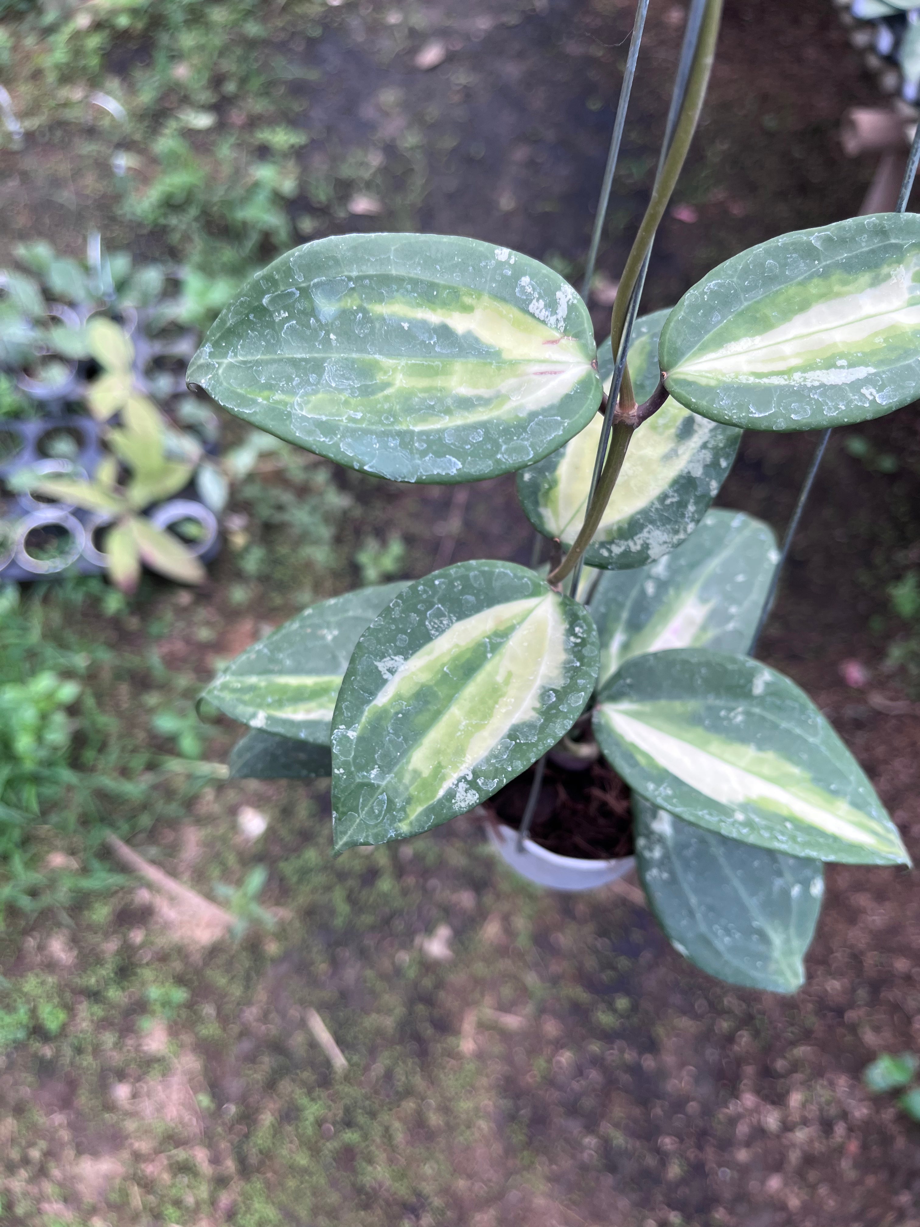 Hoya Latifolia Fn015