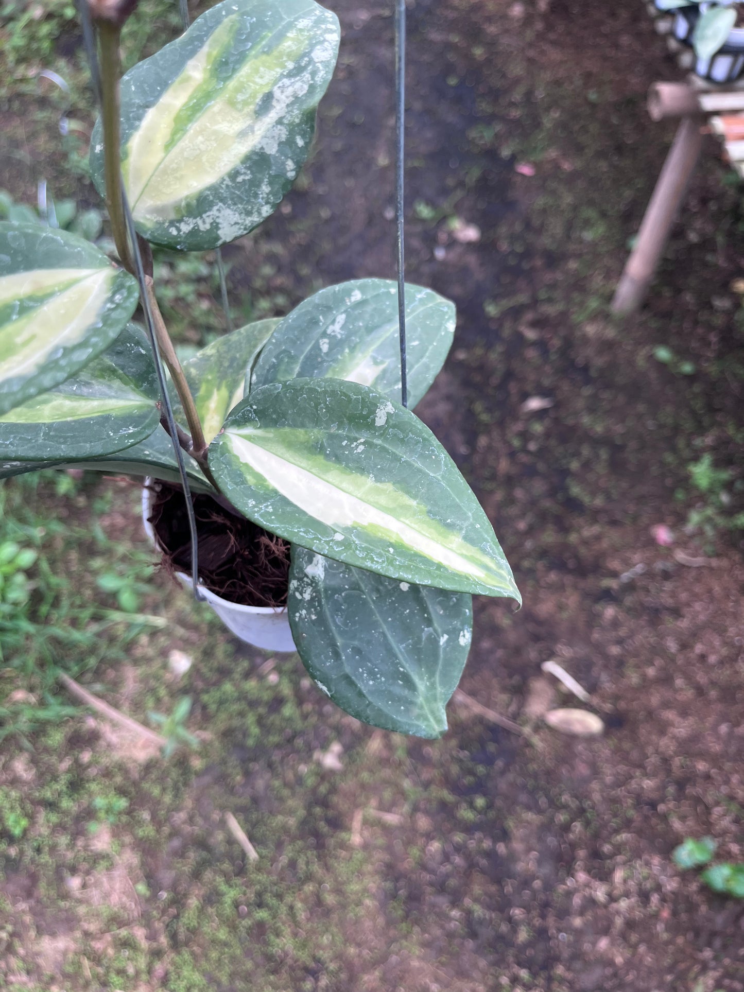 Hoya Latifolia Fn015