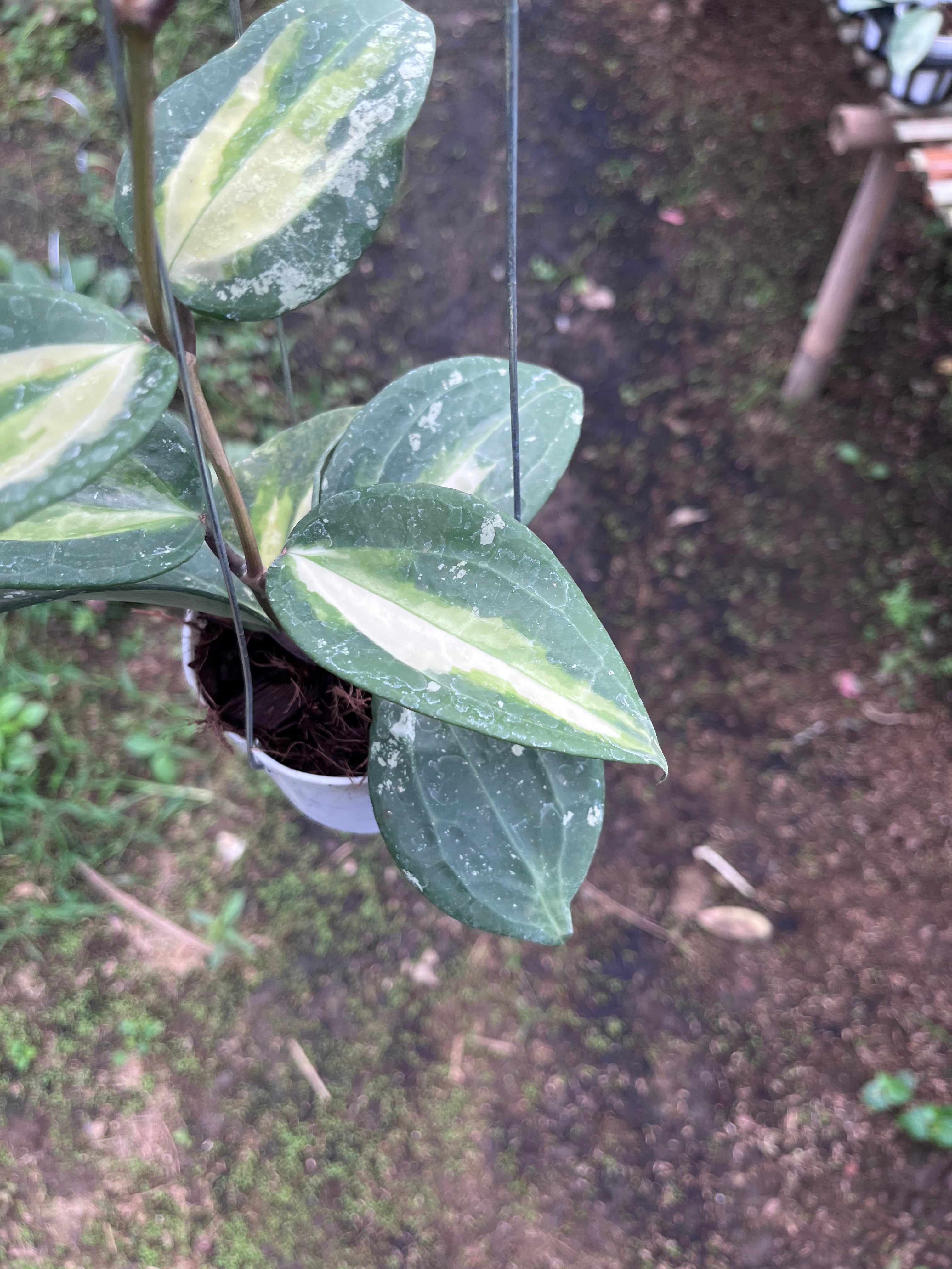 Hoya Latifolia Fn015