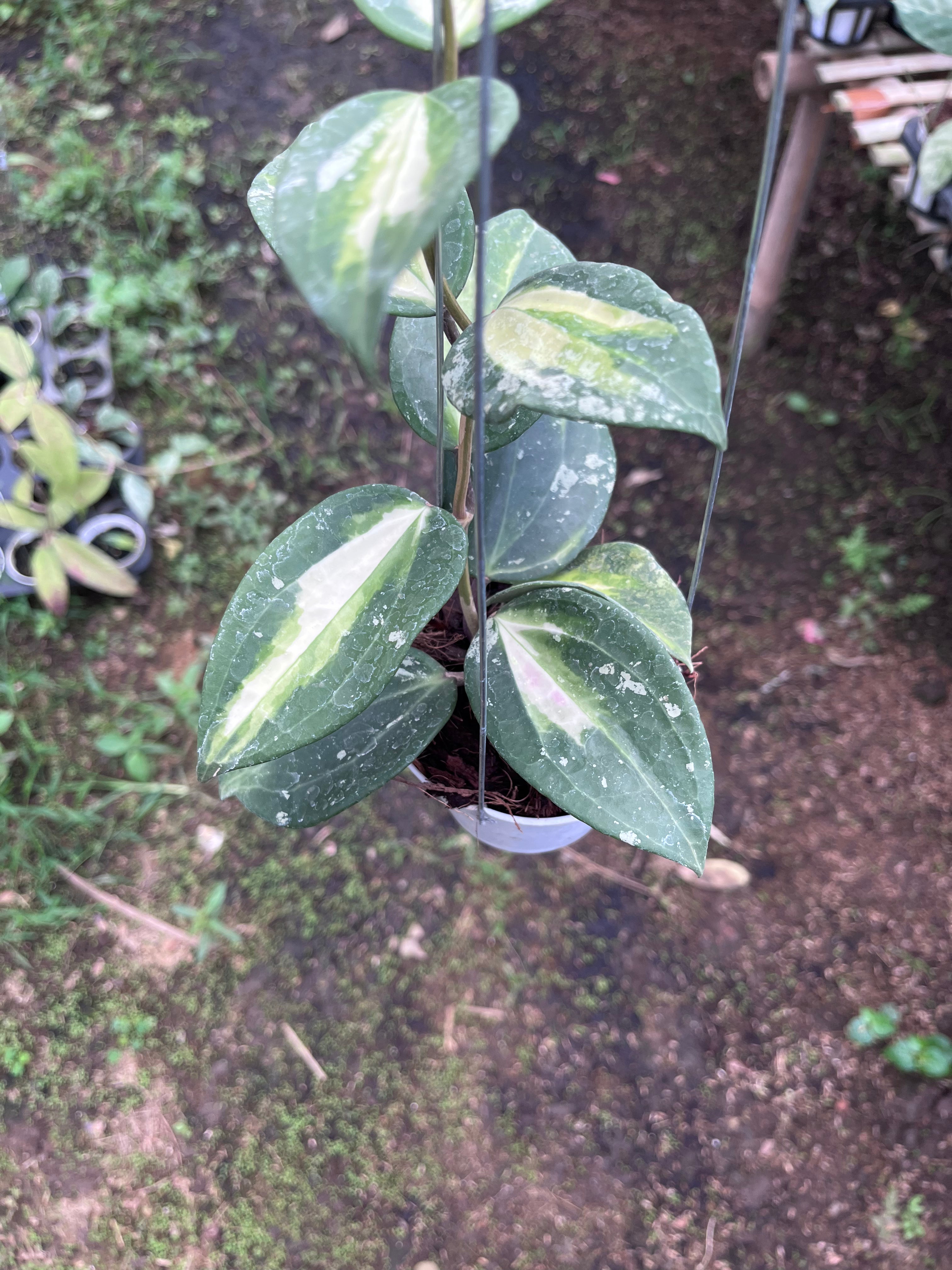 Hoya Latifolia Fn015