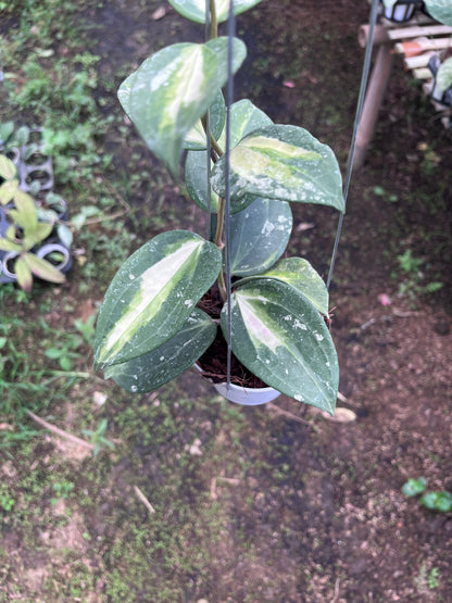 Hoya Latifolia Fn015