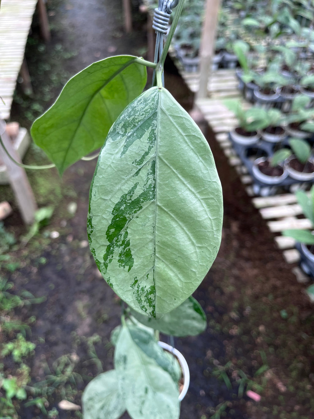 Hoya Coriacea Silver