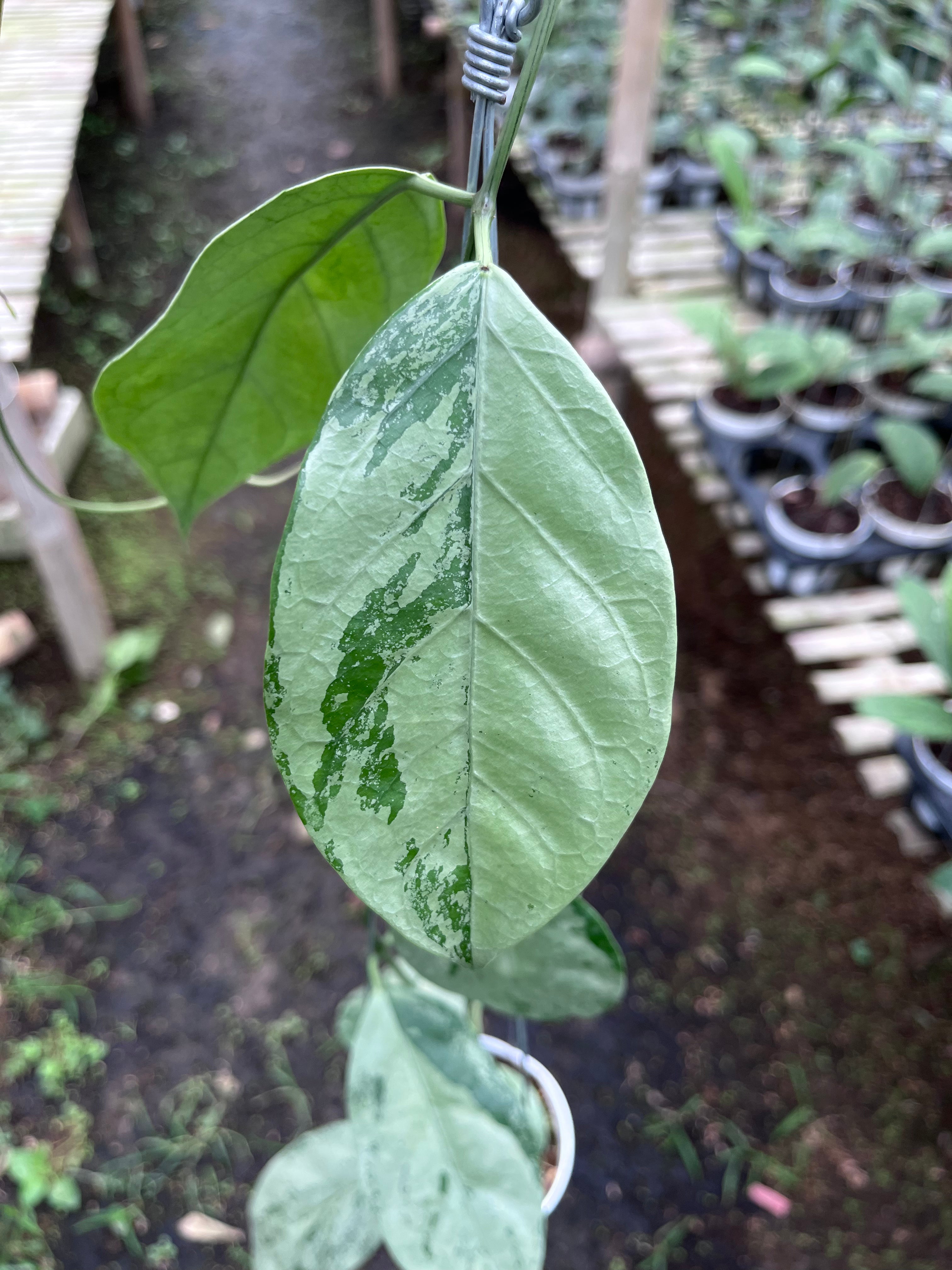 Hoya Coriacea Silver