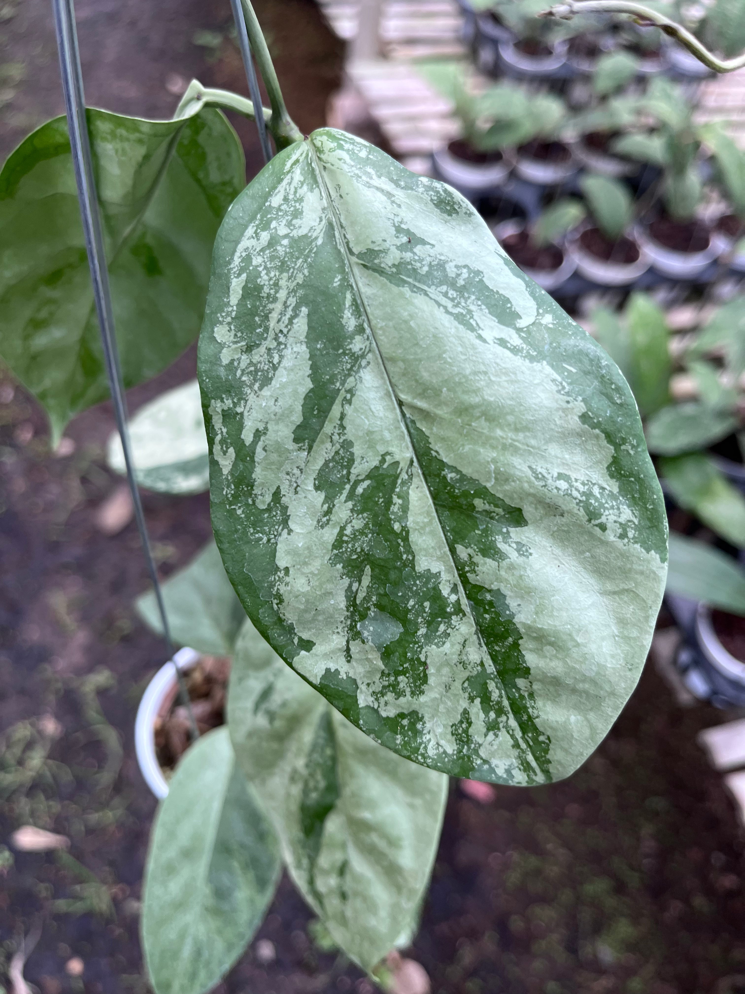 Hoya Coriacea Silver