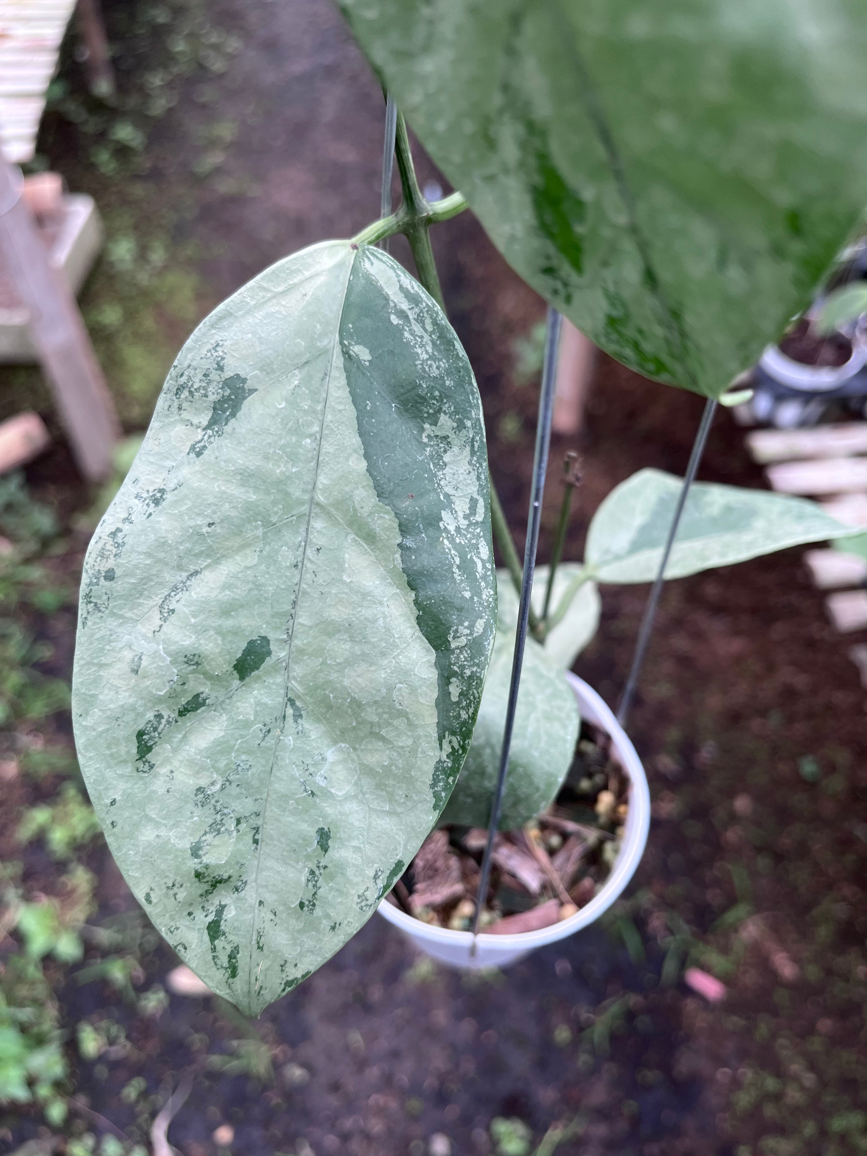 Hoya Coriacea Silver