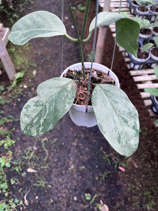 Hoya Coriacea Silver