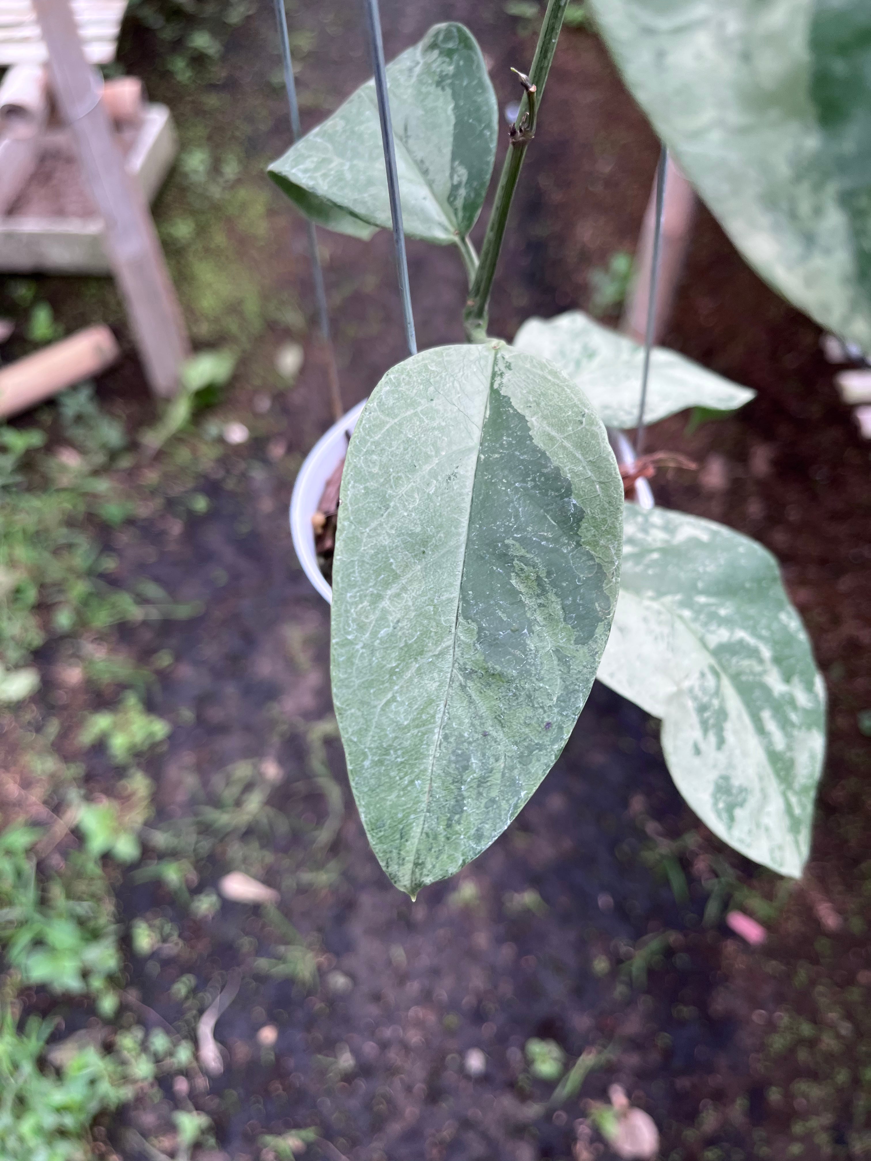 Hoya Coriacea Silver