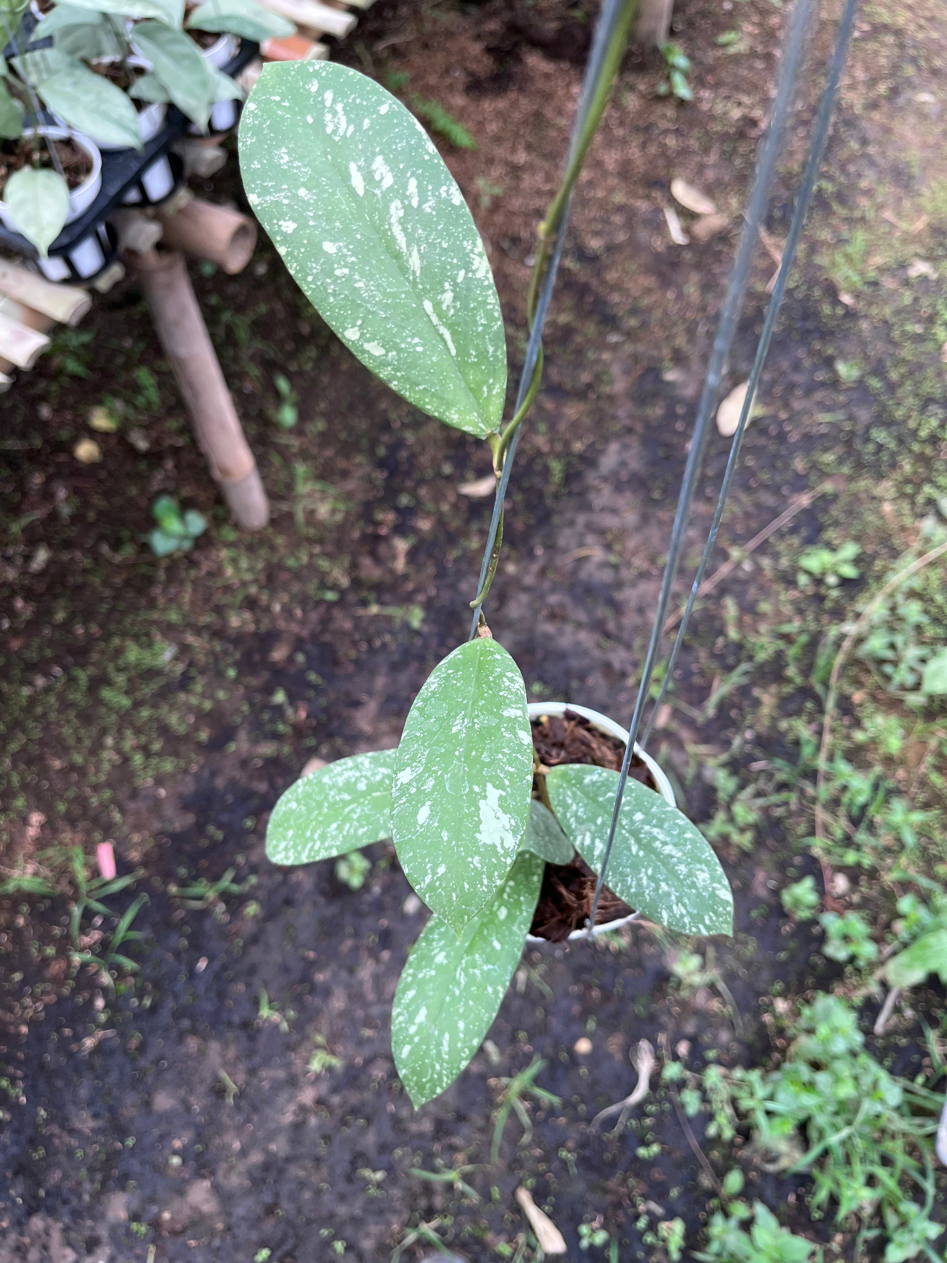 Hoya Vitellinoides