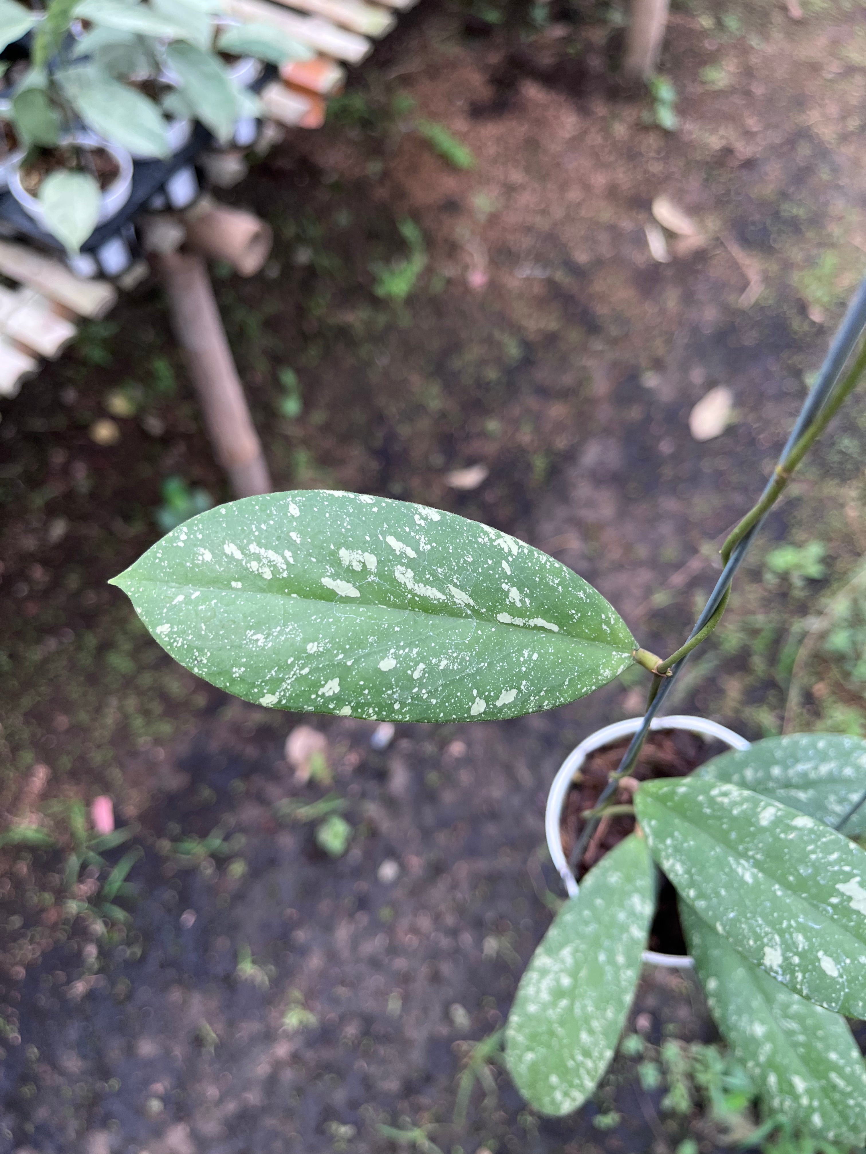 Hoya Vitellinoides