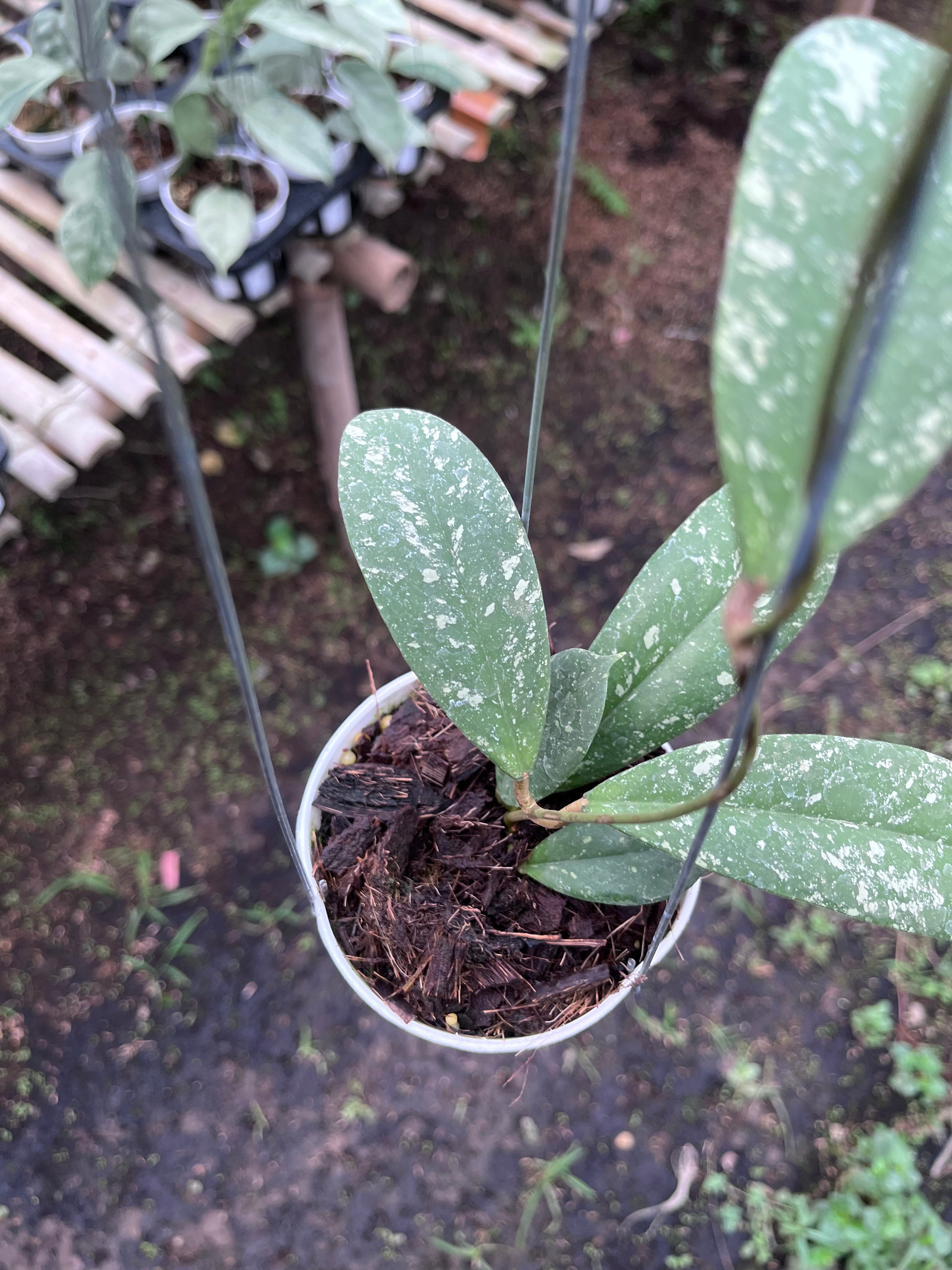 Hoya Vitellinoides