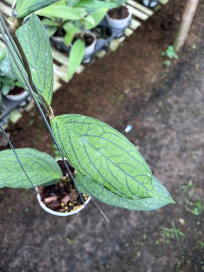 Hoya Tanggamush Regular