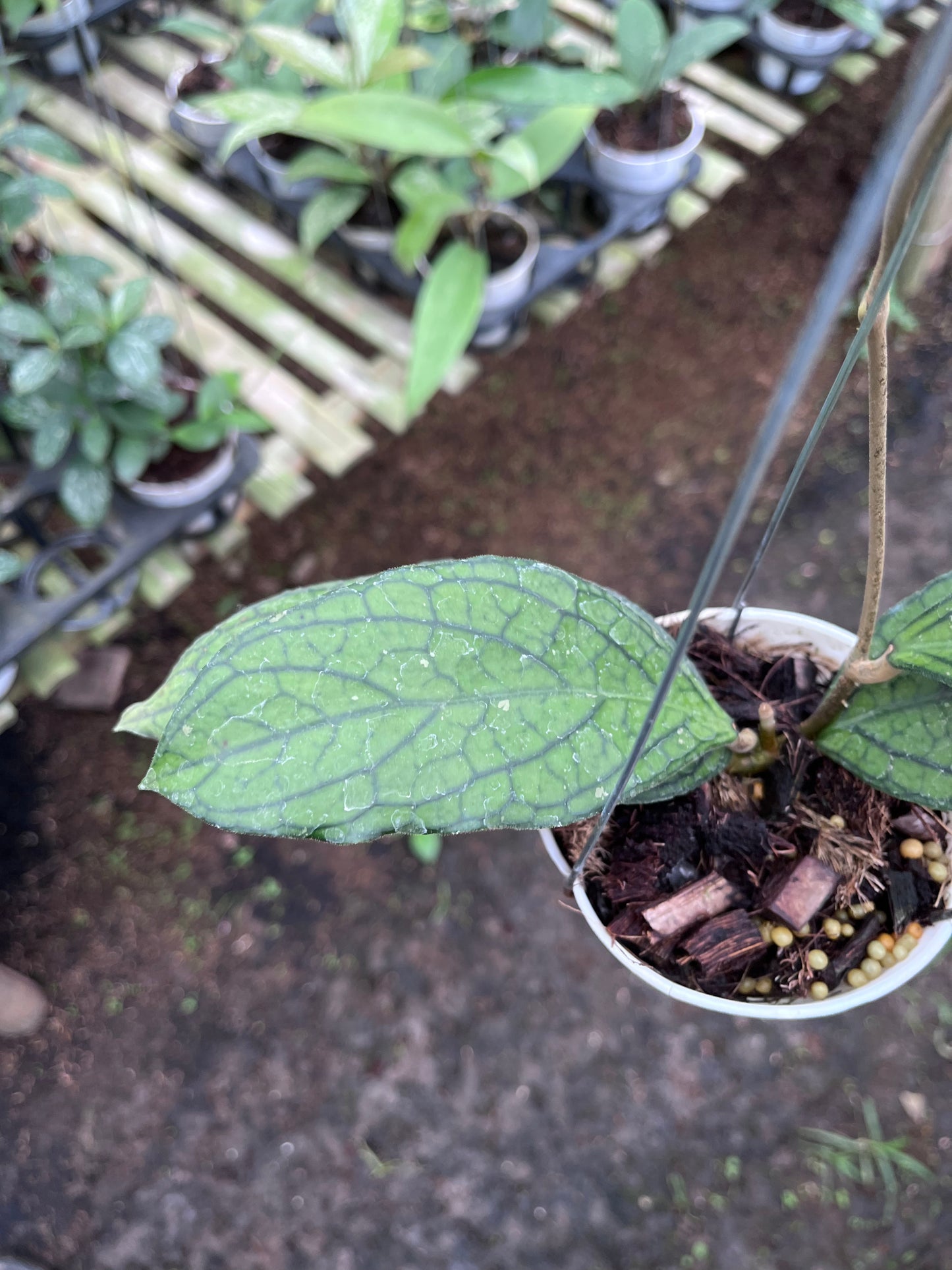 Hoya Tanggamush Regular