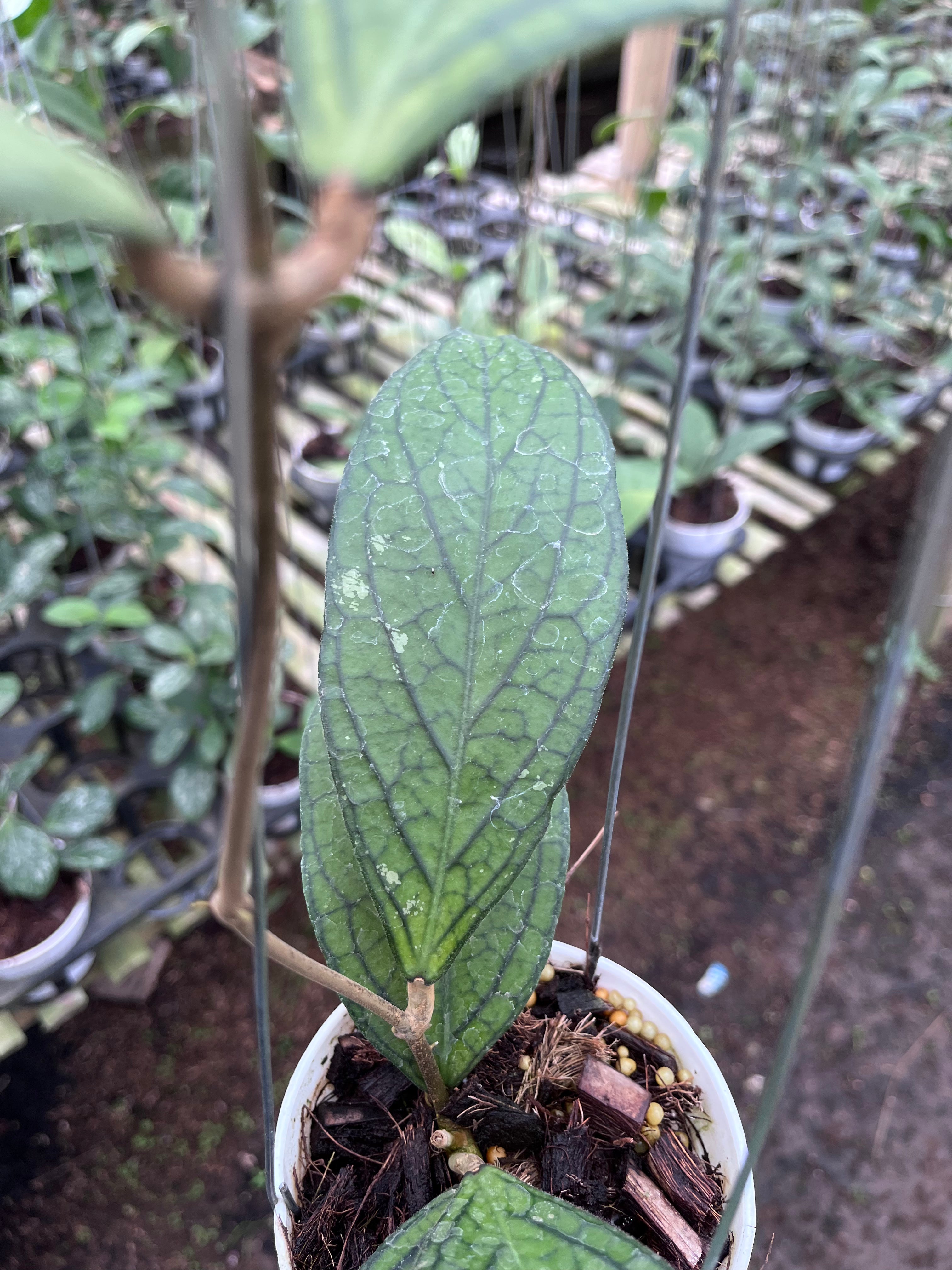Hoya Tanggamush Regular