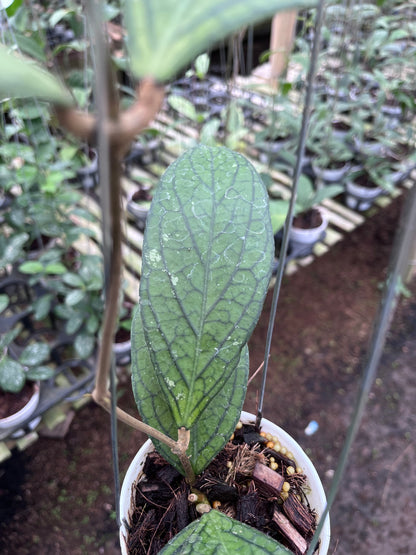 Hoya Tanggamush Regular