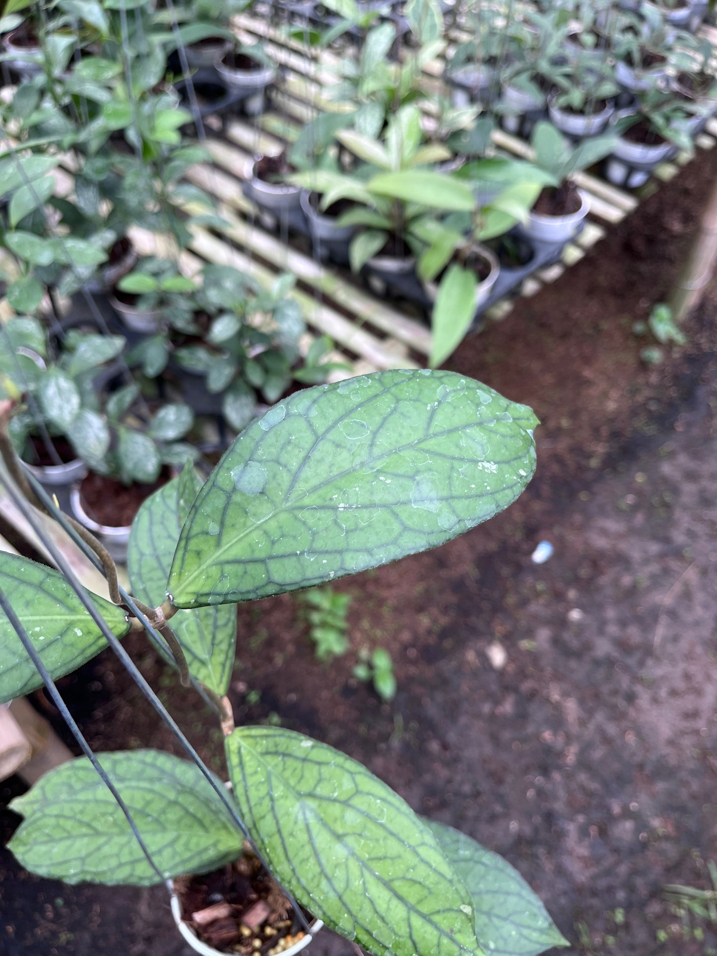 Hoya Tanggamush Regular