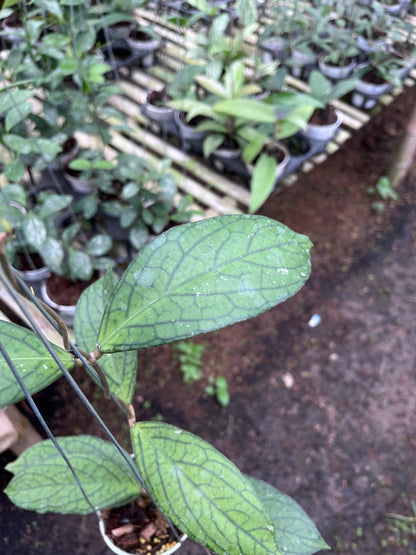 Hoya Tanggamush Regular