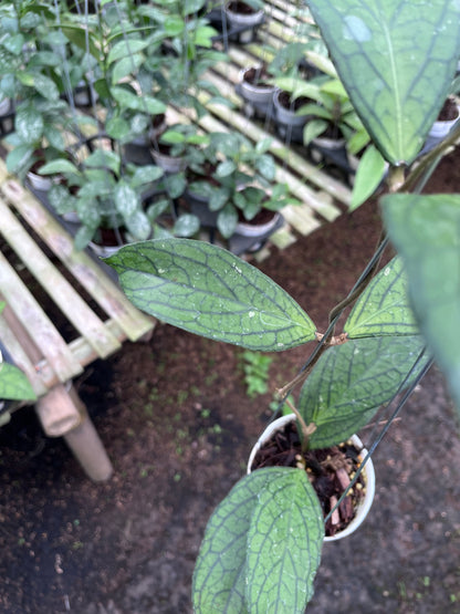 Hoya Tanggamush Regular