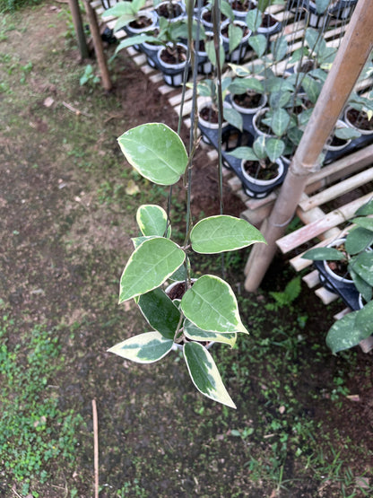 Hoya Verticilata Sp Panglai