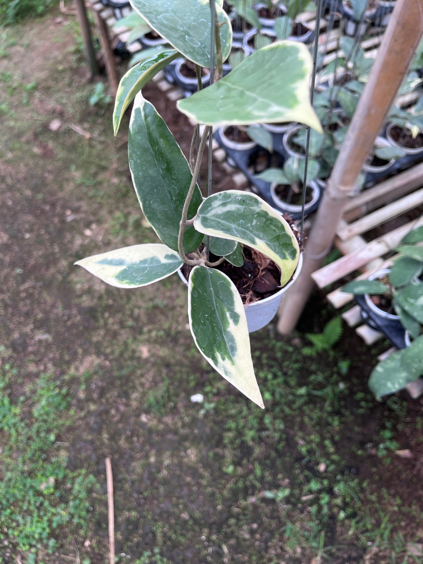 Hoya Verticilata Sp Panglai